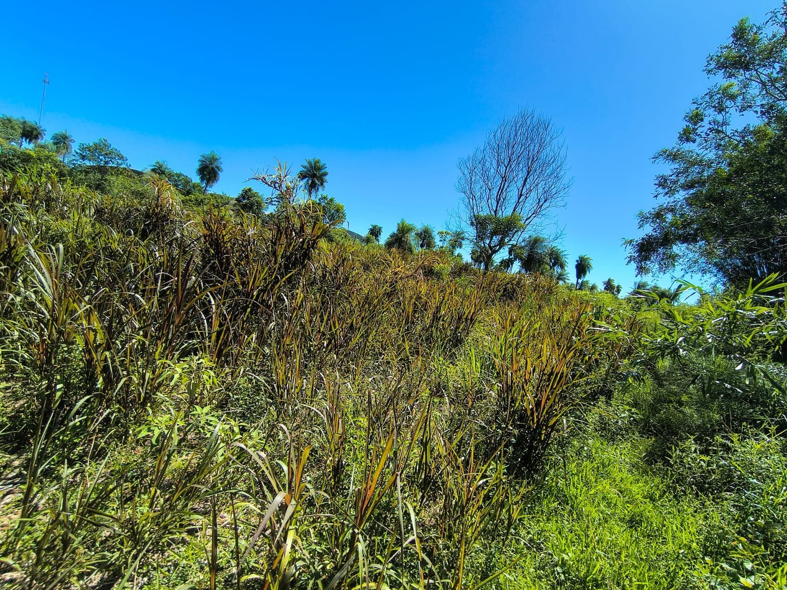 Terreno Ruta 8 3 Venta de Terreno en Villarrica