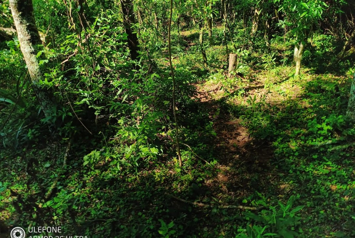 20 ha Propiedad con naturaleza en Potrero Garay La Colmena